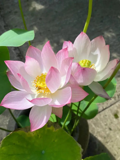 "Beautiful Bowl Lotus Seeds - Year-Round Hydroponic Blooms for Easy Indoor Greenery - Perfect for Living Rooms & Balconies (10 or 20 Seeds)"