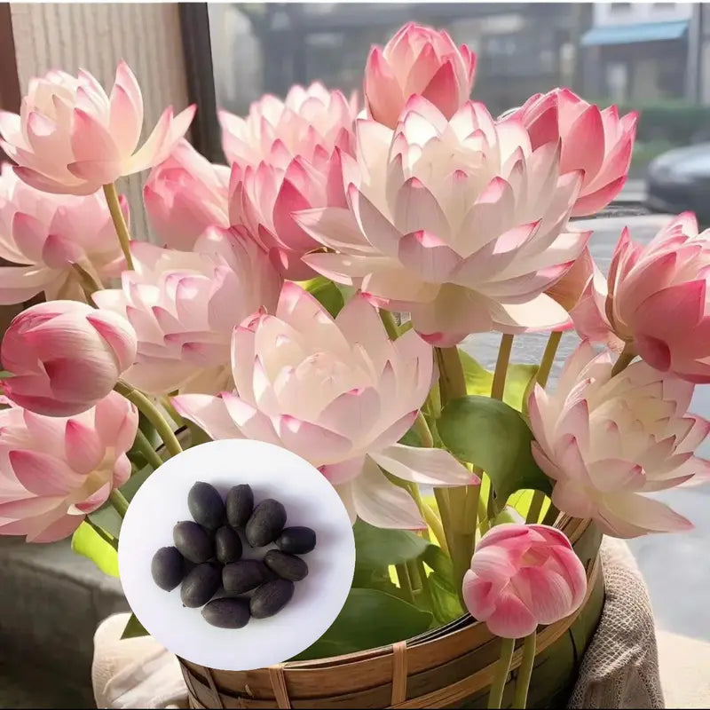 "Beautiful Bowl Lotus Seeds - Year-Round Hydroponic Blooms for Easy Indoor Greenery - Perfect for Living Rooms & Balconies (10 or 20 Seeds)"