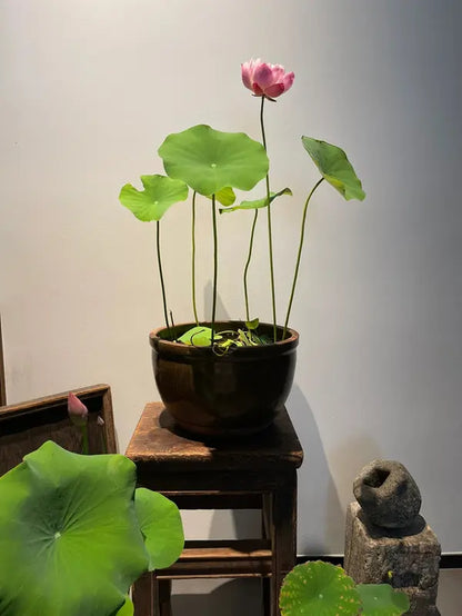 "Beautiful Bowl Lotus Seeds - Year-Round Hydroponic Blooms for Easy Indoor Greenery - Perfect for Living Rooms & Balconies (10 or 20 Seeds)"